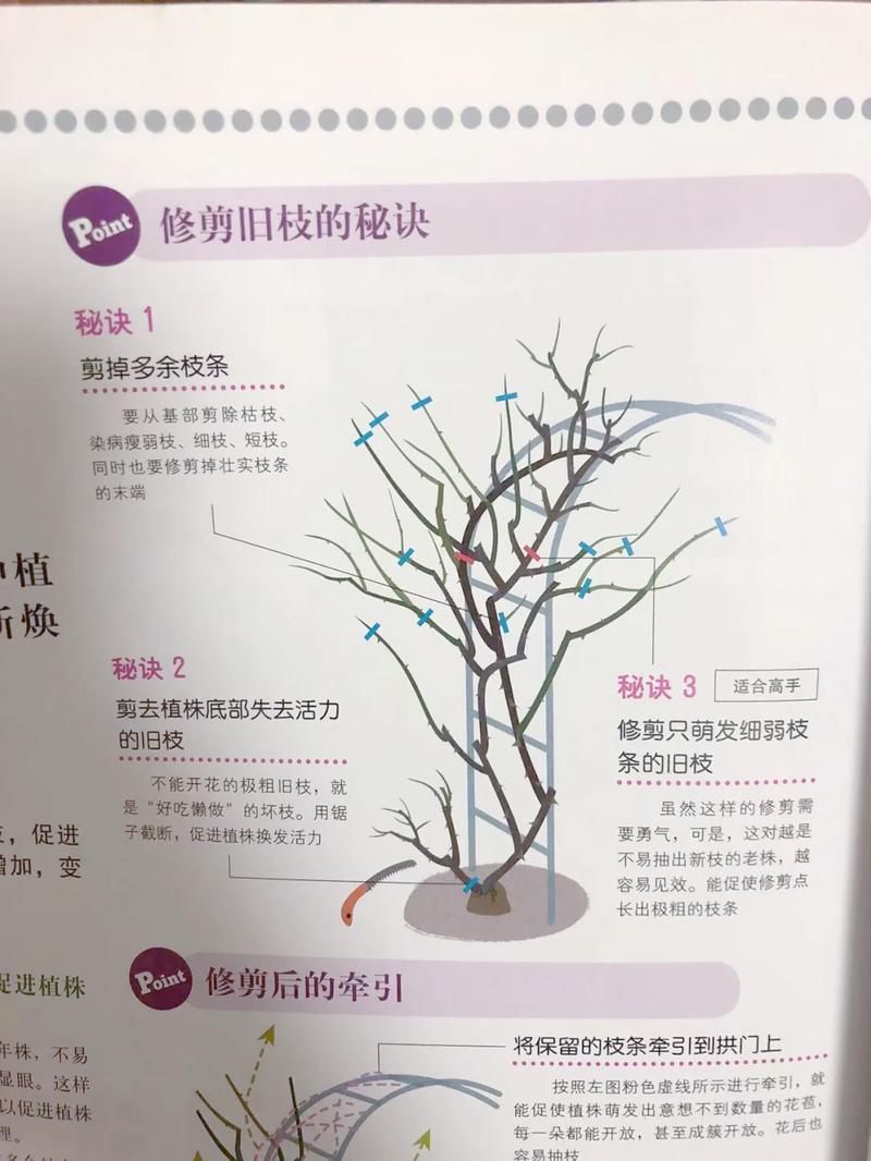 爬藤月季怎么修剪？从休眠期到花后的完整养护指南