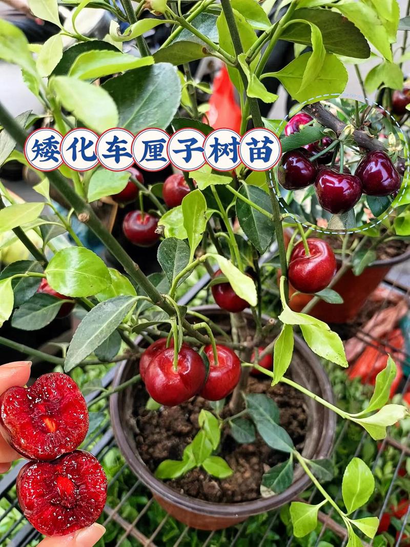 樱桃树盆栽能结果吗?掌握5个关键技巧,阳台也能收获满盆红果 促花促果养护步骤(可执行)