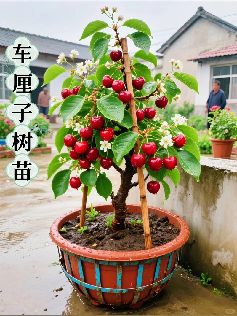 樱桃树盆栽能结果吗?掌握5个关键技巧,阳台也能收获满盆红果 盆栽樱桃不结果常见原因与解决