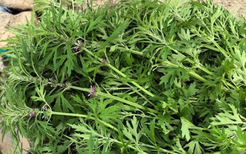 用益母草煮水喝有什么用？从庭院种植到养生调理全解读