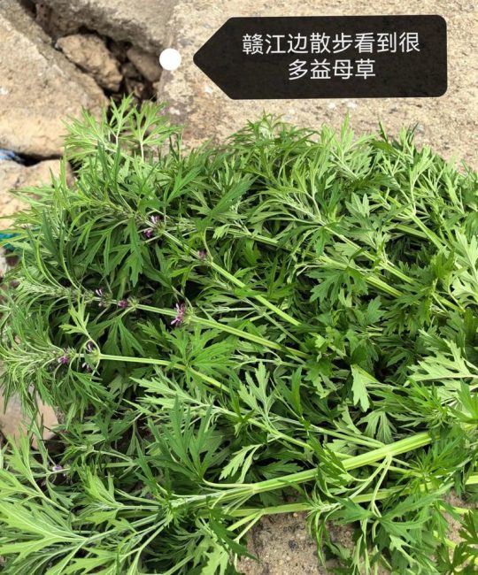 用益母草煮水喝有什么用？从庭院种植到养生调理全解读
