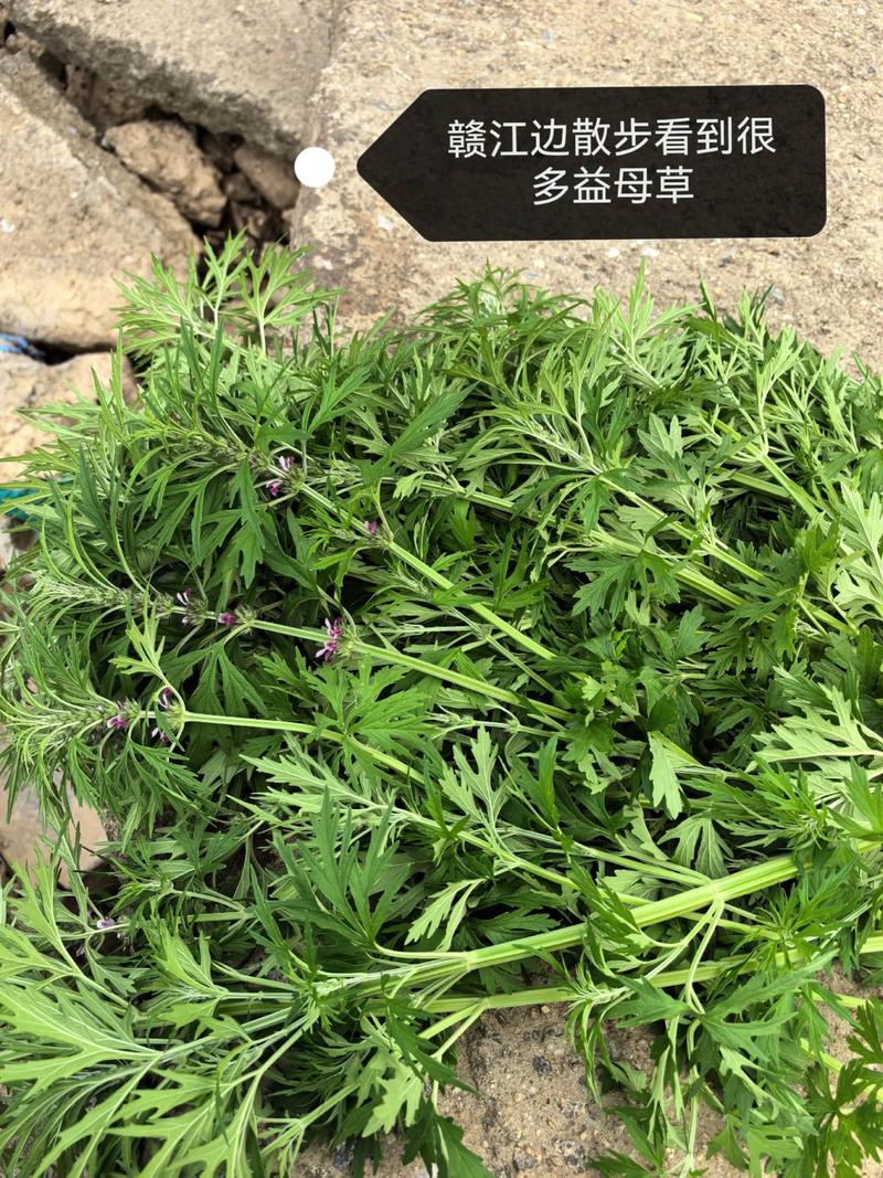 一、益母草煮水的传统功效