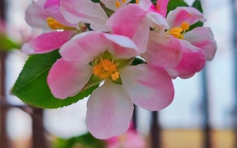 海棠花象征什么？从文化寓意到科学养护指南