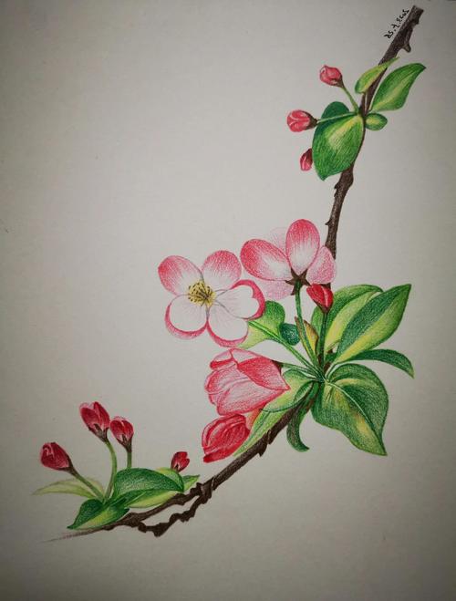 海棠花品种基础档案