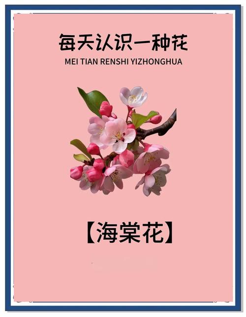 海棠花光照与水肥精准方案