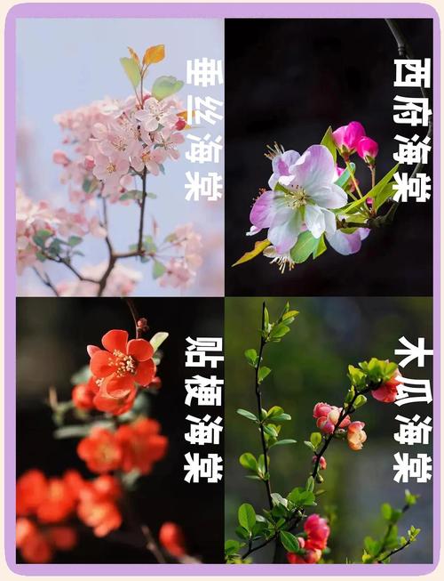 海棠花盆栽还是地栽？3个判断标准