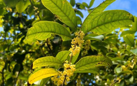 桂花树多久浇一次水？四季浇水频率与养护技巧全解析