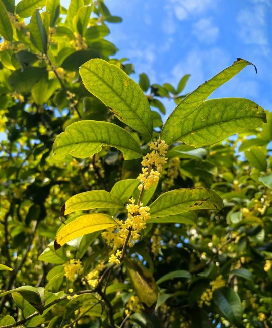 桂花树多久浇一次水？四季浇水频率与养护技巧全解析