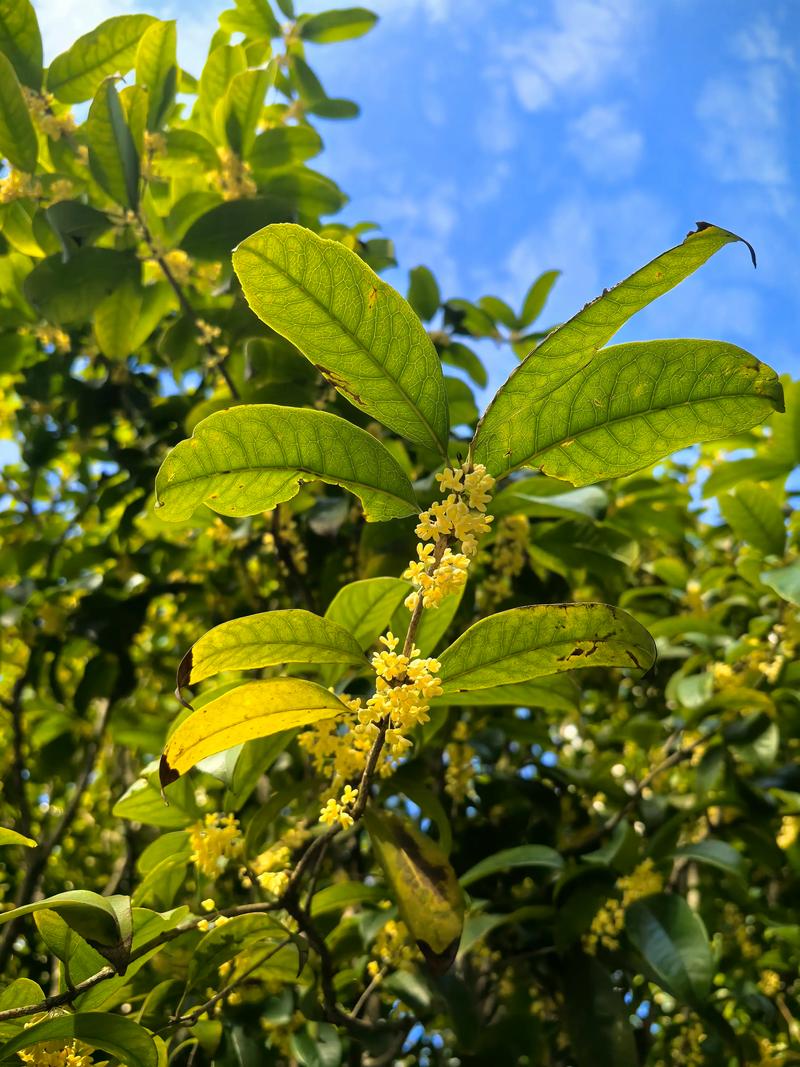 桂花树多久浇一次水?四季浇水频率与养护技巧全解析 桂花树多久浇一次水?四季浇水频率与养护技巧全解析