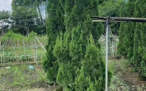 蜀桧树别名叫什么？别名、百科与绿篱栽培技术全解析