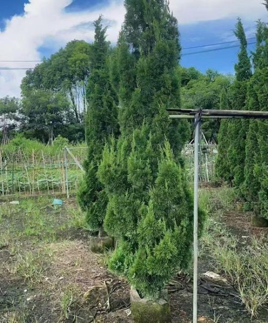 蜀桧树别名叫什么？别名、百科与绿篱栽培技术全解析