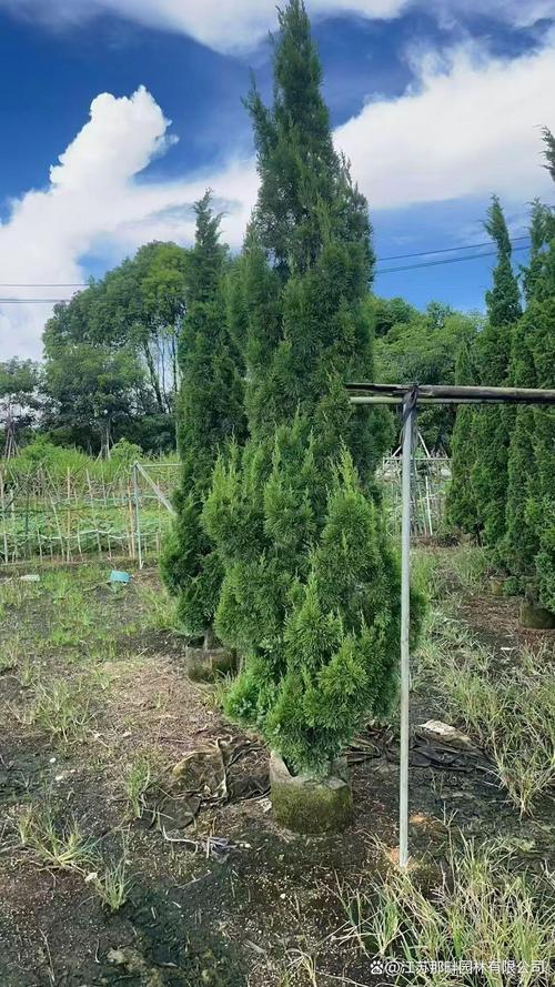 蜀桧树别名叫什么?别名、百科与绿篱栽培技术全解析 蜀桧树别名叫什么?