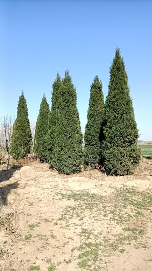 蜀桧树别名叫什么?别名、百科与绿篱栽培技术全解析 作为绿篱与造型苗的栽培技术