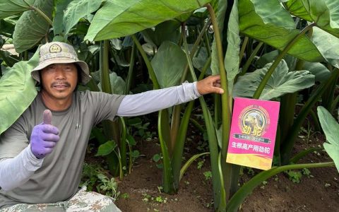芋头膨大技巧：如何科学施肥让它长得大