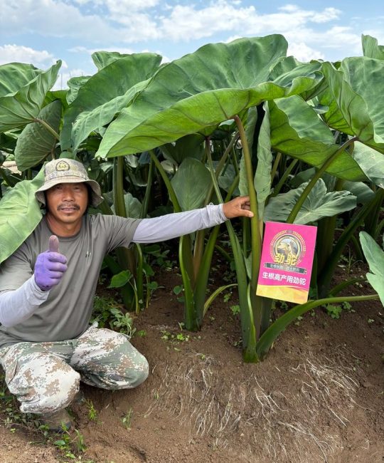 芋头膨大技巧：如何科学施肥让它长得大