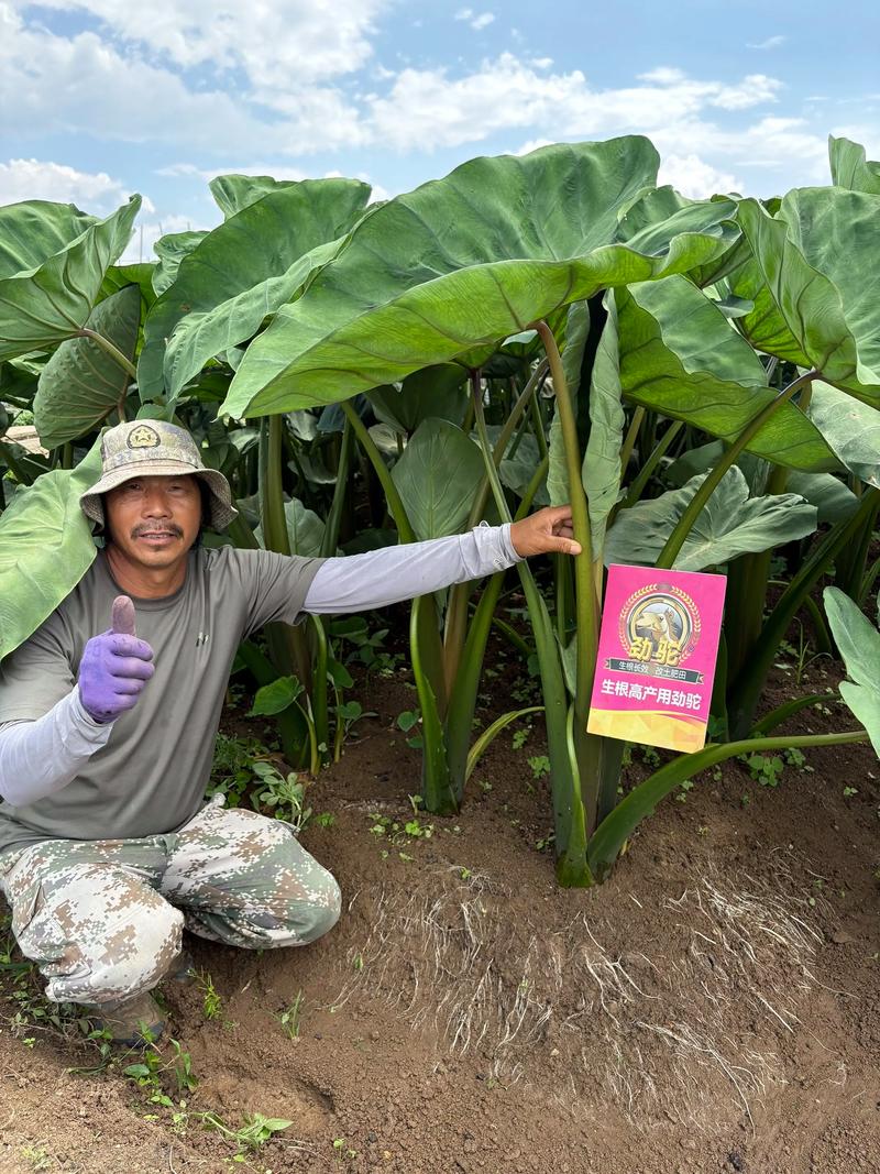 芋头膨大技巧:如何科学施肥让它长得大 芋头膨大技巧:如何科学施肥让它长得大