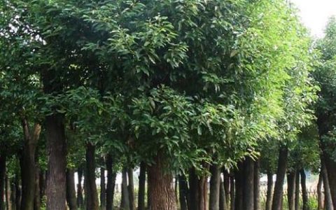 香樟苗多少钱一棵？2026年最新价格区间与影响因素全解析