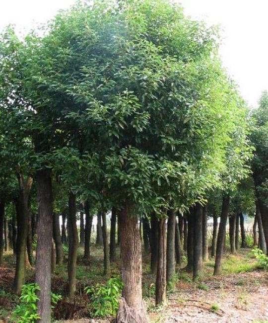香樟苗多少钱一棵？2026年最新价格区间与影响因素全解析