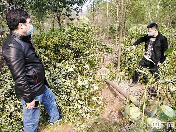 香樟苗多少钱一棵?2026年最新价格区间与影响因素全解析 产地影响价格差异