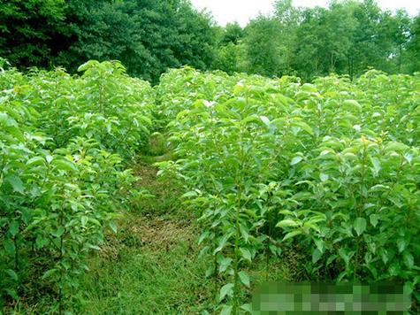 香樟苗多少钱一棵?2026年最新价格区间与影响因素全解析 常见问题(FAQ)