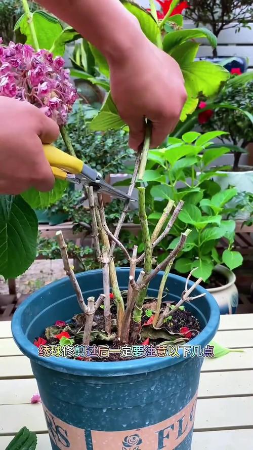 绣球花的叶子可以剪掉吗?剪叶时机与正确方法全解析 常见误区与纠正