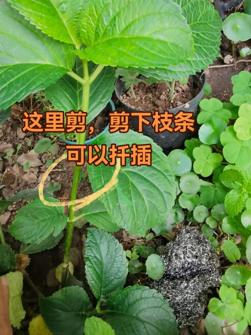 绣球花的叶子可以剪掉吗?剪叶时机与正确方法全解析 总结:记住3个可执行动作