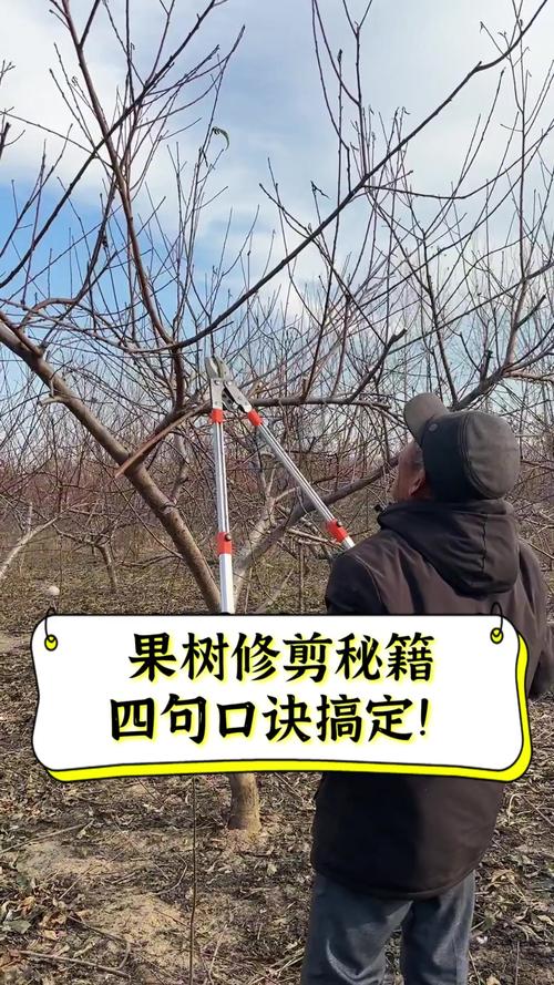 两年樱桃树怎么修剪?掌握核心步骤,为丰产打下坚实基础 结合品种与地区的小提示