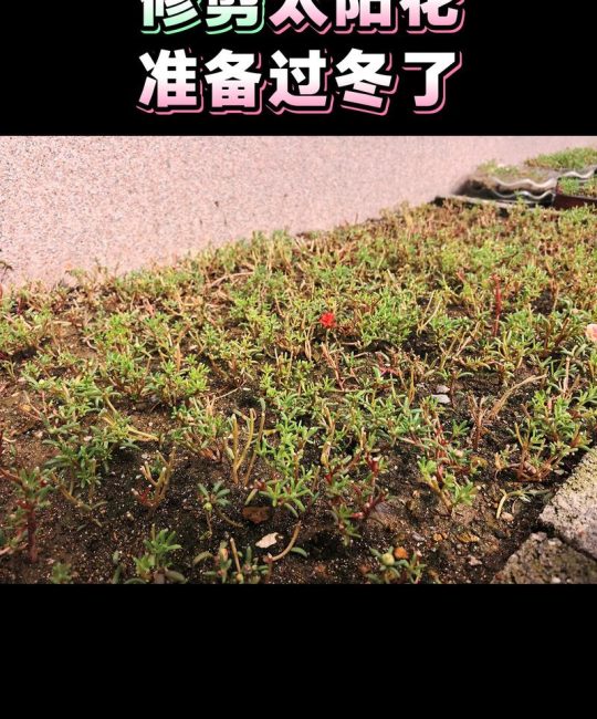 太阳花冬季养护指南：如何正确修剪与安全过冬