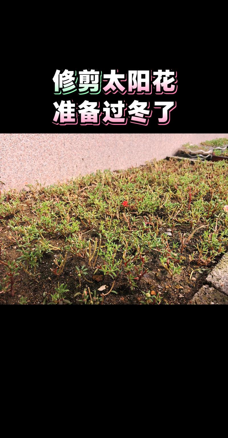 太阳花冬季养护指南:如何正确修剪与安全过冬 太阳花冬季养护指南:如何正确修剪与安全过冬