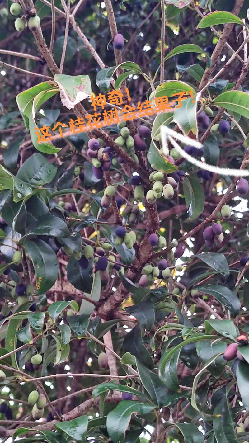 桂花树会结籽吗?有什么用途? 种植小贴士