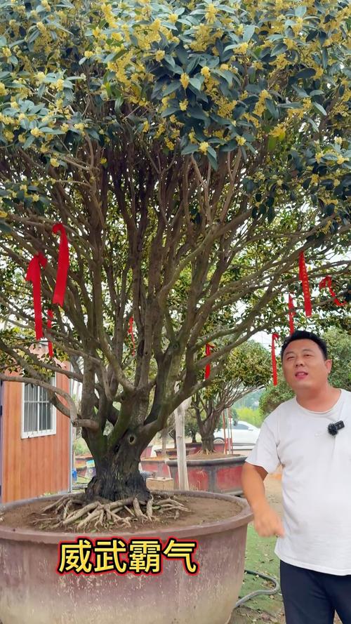 桂花树会结籽吗?有什么用途? 桂花还有哪些经典用途?