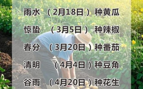 月季什么时候种最好？家庭种植时间与技巧