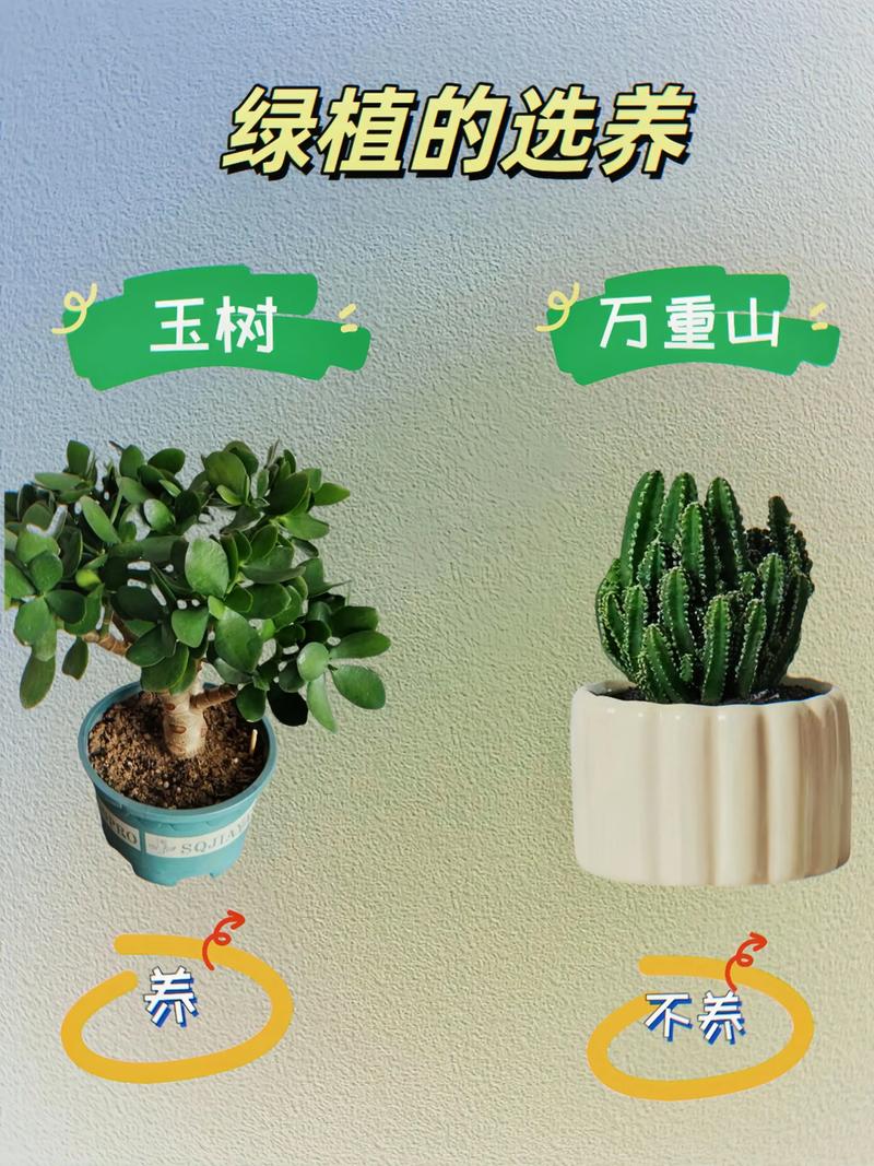 品种真实性核查与规格匹配度分析