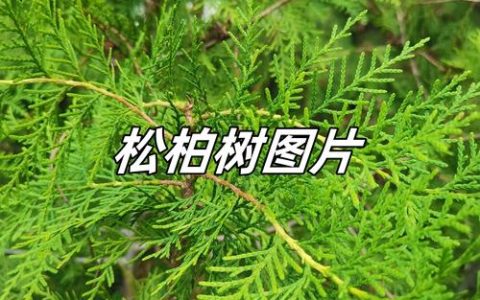 松树与柏树的区别及庭院种植指南（外观·习性·移栽）