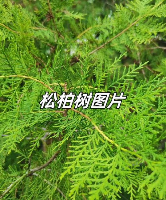 松树与柏树的区别及庭院种植指南（外观·习性·移栽）