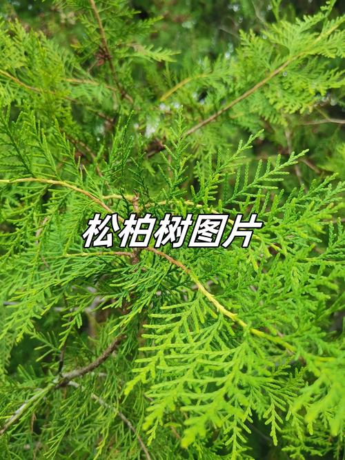 松树与柏树的区别及庭院种植指南（外观·习性·移栽）