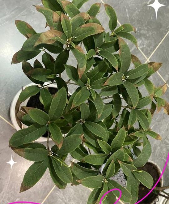 桂花干尖焦叶怎么办？3分钟快速诊断与急救指南