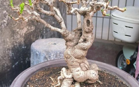 迎春花能家养吗？阳台盆栽与庭院地栽全攻略，新手必看养花指南
