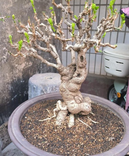 迎春花能家养吗？阳台盆栽与庭院地栽全攻略，新手必看养花指南