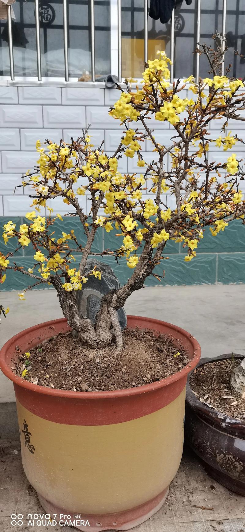 修剪促花系统指导