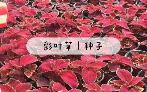 彩叶草种子种植方法：七步培育出色彩斑斓的室内盆景