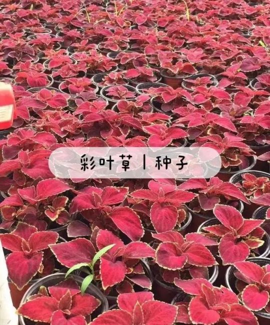 彩叶草种子种植方法：七步培育出色彩斑斓的室内盆景