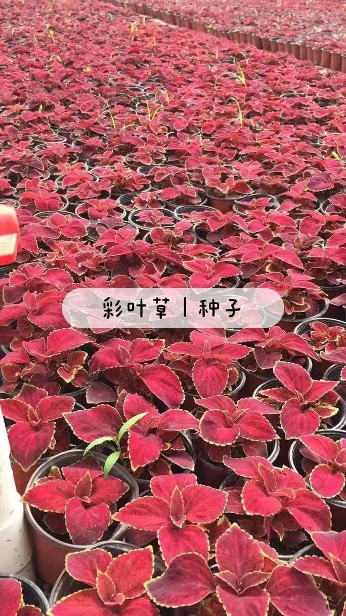 彩叶草种子种植方法：七步培育出色彩斑斓的室内盆景
