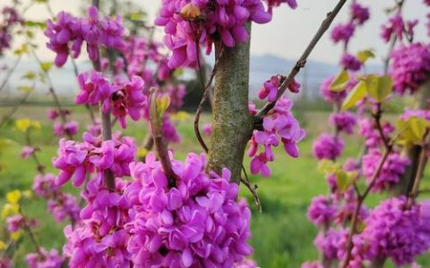 紫荆花什么时候开花？花期、果期与促花养护全攻略