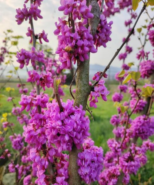 紫荆花什么时候开花？花期、果期与促花养护全攻略