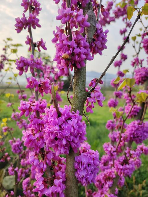 紫荆花什么时候开花?花期、果期与促花养护全攻略 紫荆花什么时候开花?花期、果期与促花养护全攻略
