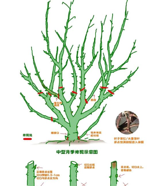 家庭园艺必修课：植物修剪的底层逻辑与实操指南