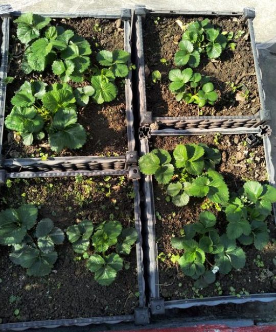 家里种草莓怎么施肥？科学施肥让果实又大又甜