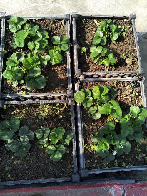 家里种草莓怎么施肥？科学施肥让果实又大又甜