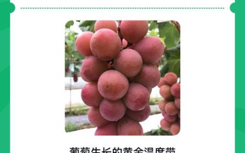 葡萄树最适宜生长温度全解析：从萌芽到结果的温度管理指南